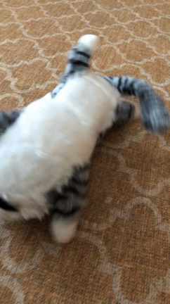 本日インスタライブー猫と笑うの記事動画