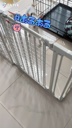 ミニミニ達成長中！の記事動画