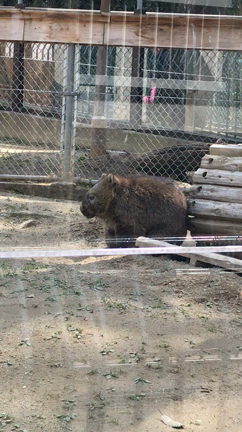 まんぷくラーメンの記事動画