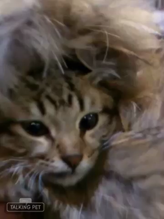 牡蠣を食べる猫…の記事動画