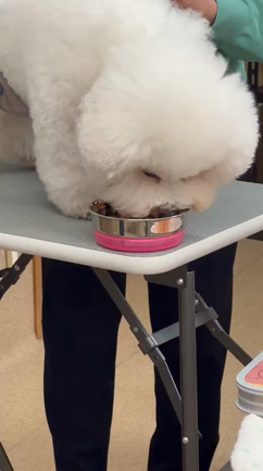 愛犬のためのごはんセミナー　入門編〜初級編の記事動画