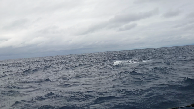 カツオの記事動画