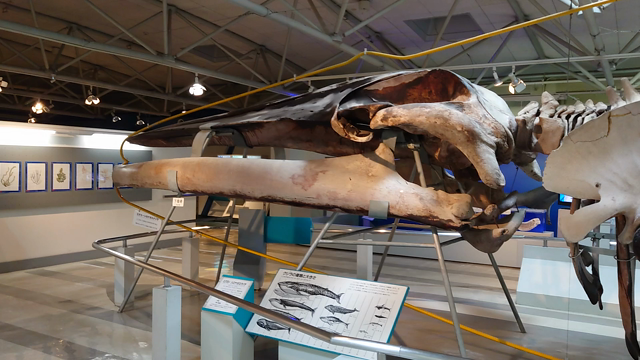 静岡旅行①の記事動画