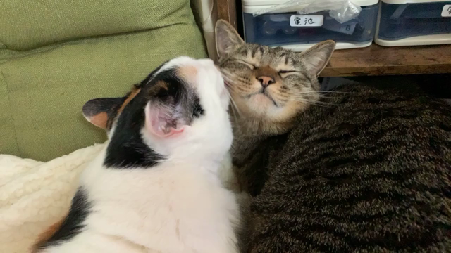 Skypeレッスンの記事動画