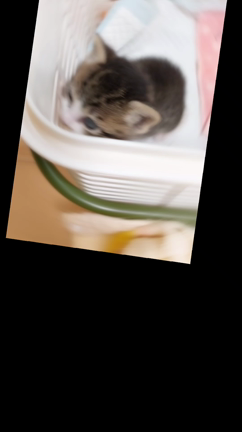 保護猫ちゃんの記事動画