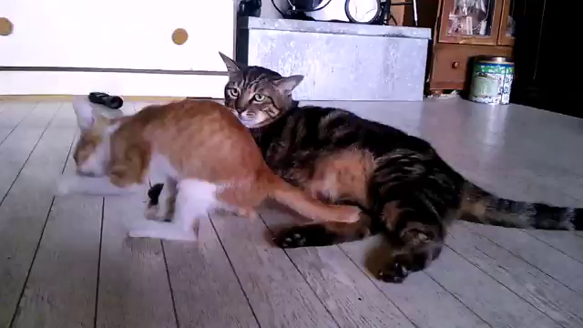 思い出の記事動画