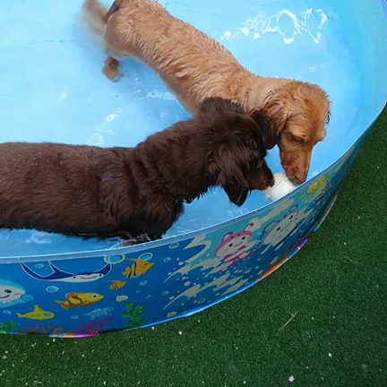 おうちプール☆の記事動画