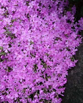 目線を上に上げれば桜の花が見頃の時期ですね。父の誕生日。実家の地に這う芝桜もまた見...の記事動画