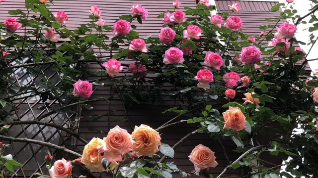 バラが咲いている☆の記事動画