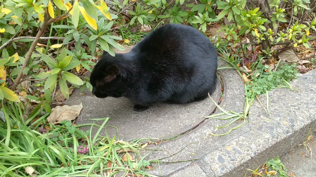 試してみました！の記事動画