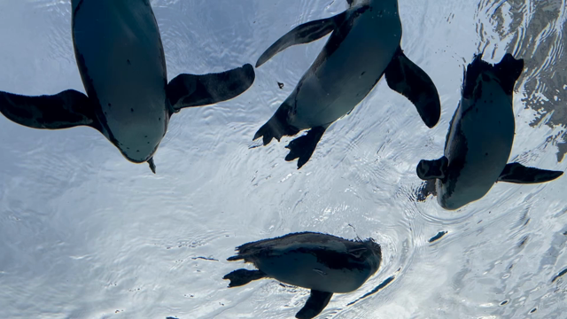 水族館でiPhone12プロマの記事動画