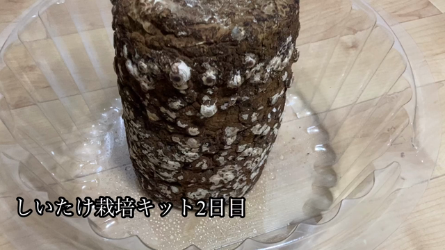 しいたけ栽培2日目の様子（動画あり）ともち様YouTube70万人記念ライブの記事動画