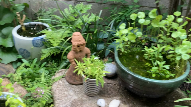 昨日は7匹　今日は17匹の記事動画