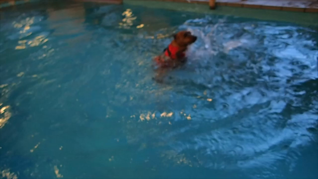 夏に泳ぎデビューしたわんちゃん必見！！の記事動画