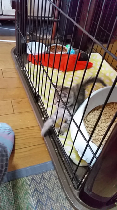 さよならにゃんこ。。の記事動画