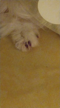 ガルボ&グレ&ミーレ&お知らせの記事動画