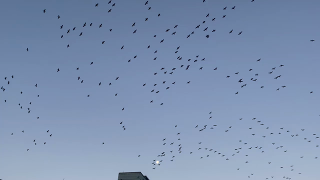 火曜の朝にワッハッハ♪妖精たちの舞いと笑い♪の記事動画