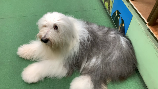 バチェラーデート♯2の御犬様たちですの記事動画