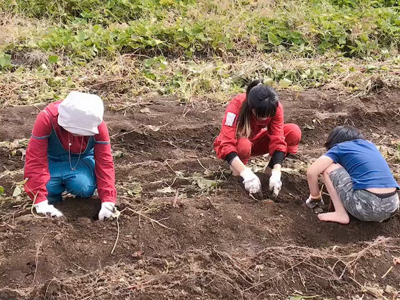 有機農園のお芋掘り&自然体験♫の記事動画