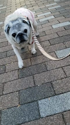 今さら、あけましておめでとうございますの記事動画