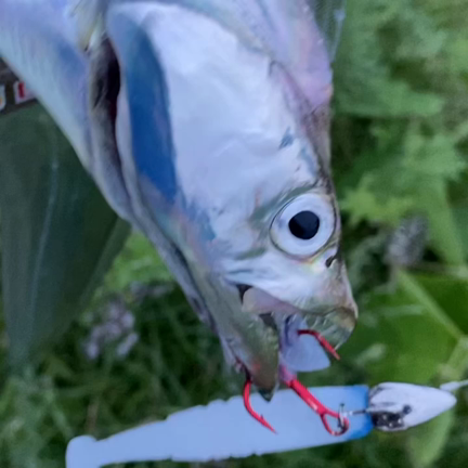 秋ですね♪の記事動画