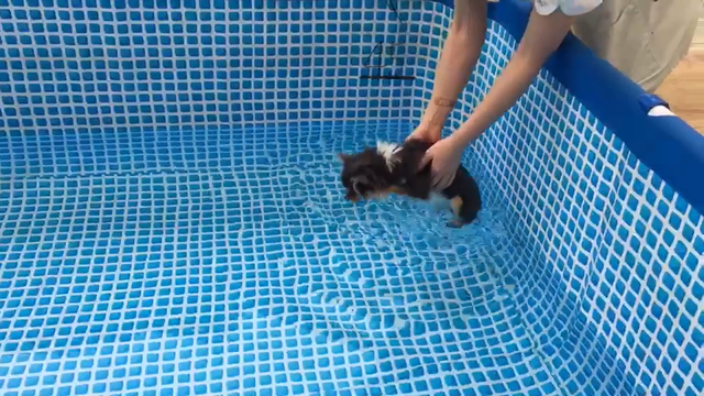 明日はプール教室があります！の記事動画