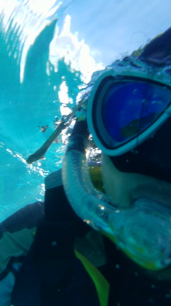 やっぱり、カメが好きの記事動画