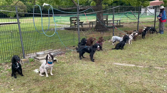 2022.5.14-15 ワーキングコッカーオフ会　at 犬の森POM in 浜松の記事動画