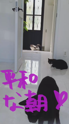 みい太くん昨日の事件。の記事動画