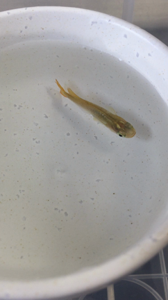 金ちゃんの記事動画