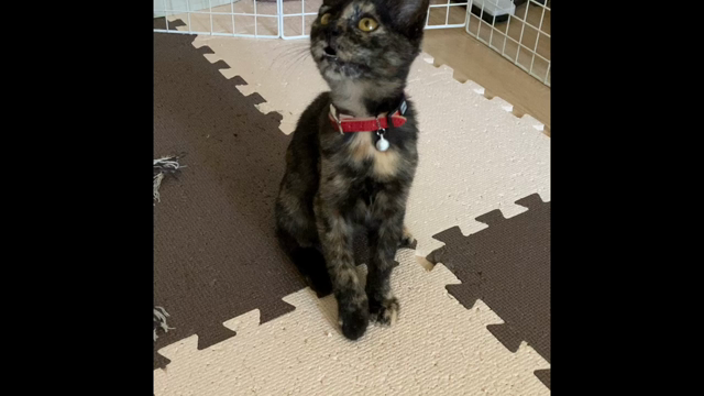 サビ猫成長日記更新!!⑩の記事動画