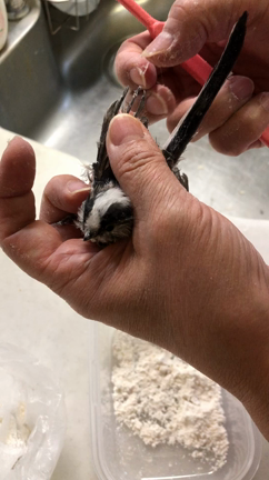 【保護情報】スズメバチ駆除の粘着剤にくっついて…の記事動画