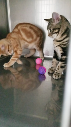 ホテルご報告の記事動画