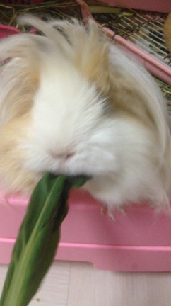 ベジー シュレッダー！の記事動画