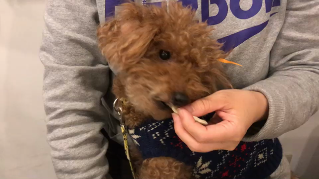 犬の話の記事動画