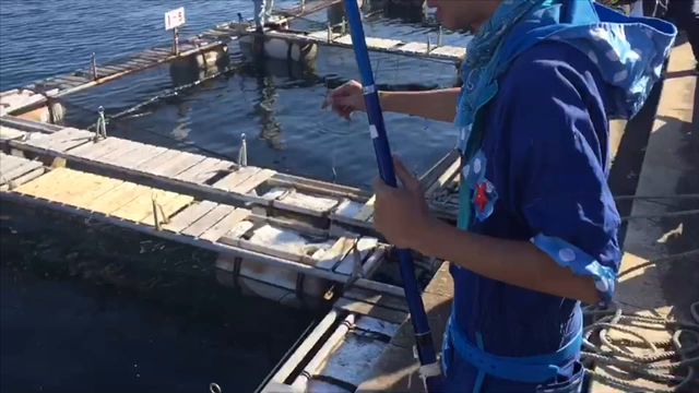 今日は、鯛鯛パーティよ〜♪の記事動画