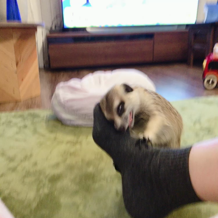 ミーアキャットの犬歯抜きます ②の記事動画