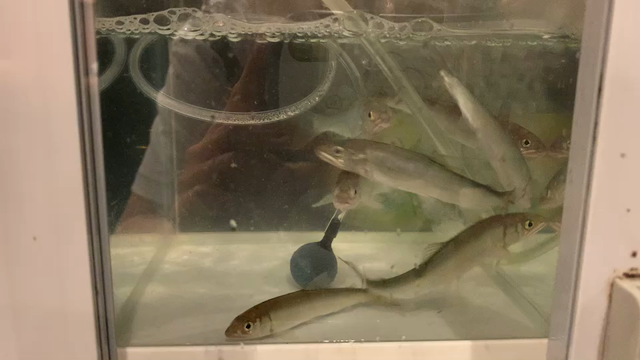 愛着の記事動画