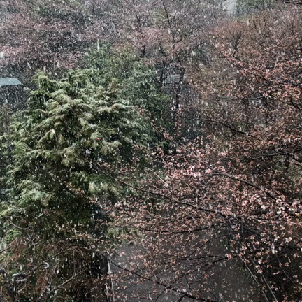 桜と雪の記事動画