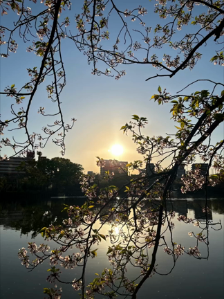 久々の「朝おさんぽ」はナレーション入り動画です！の記事動画