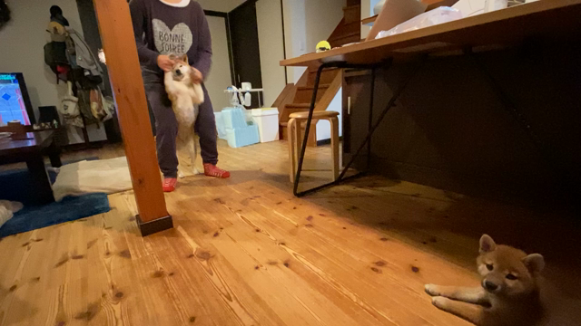 子犬を手作りご飯で育てるコツの記事動画