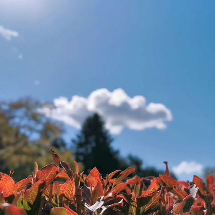 北海道のゴルフ場は、紅葉ですの記事動画