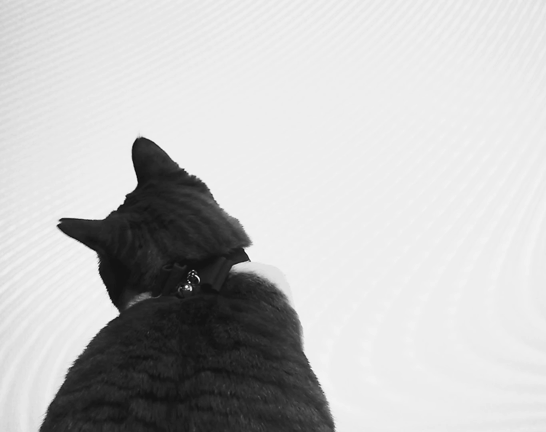 猫Tubeの記事動画