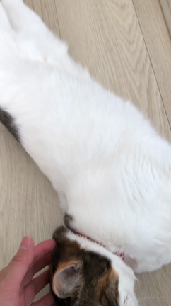 我が家のにゃんこの記事動画