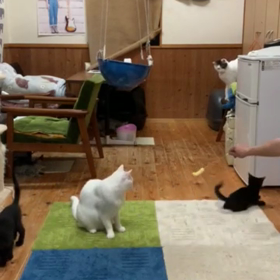 ”6月28日★犬猫里親会のお知らせ★飯能市にて” 子猫参加しまーすの画像