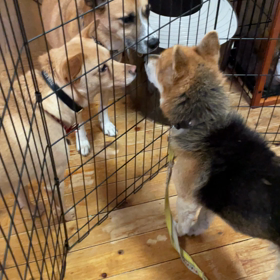 ”シニア犬保健所レスキュー★埼玉県” ぶんぶん！幸せになれーー！の画像