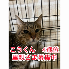 こうくん　里親さま募集中！の画像