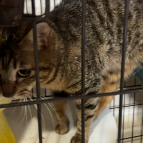 ”最近保護した犬猫たち” キジ猫　こうくん^_^の画像