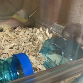 急に縮こまる！急に餌すごい食べる！の画像