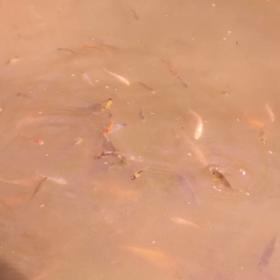 8/25　稚魚の画像